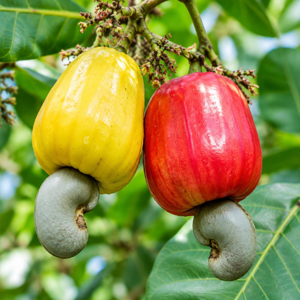Cashew fruit and attached cashew nuts on a tree